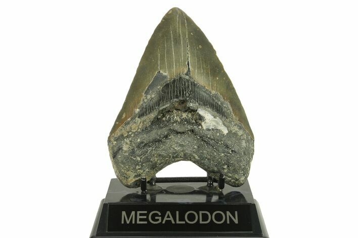 Serrated, Fossil Megalodon Tooth - North Carolina #382614